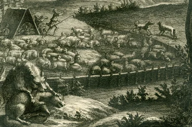 Loup attaquant un mouton, 1731 (détail)